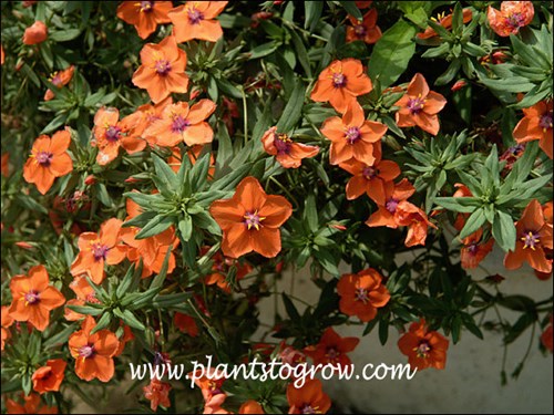 Scarlet Pimpernel (Anagalis arvensis)